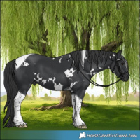Horse Color:White Spotted Black Tobiano 