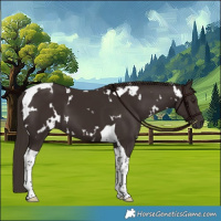Horse Color:White Spotted Liver Chestnut Tobiano 