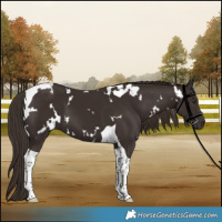Horse Color:White Spotted Liver Chestnut Tobiano 