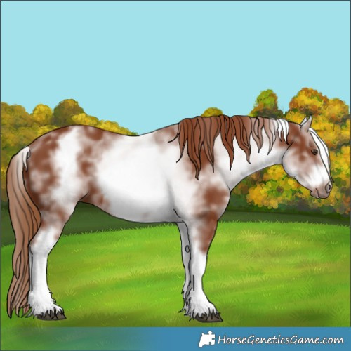 Horse Color:White Spotted Chestnut Sabino Frame 