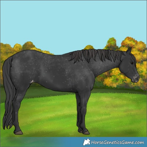 Horse Color:Black Appaloosa 