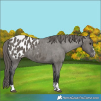 Horse Color:Grullo Appaloosa