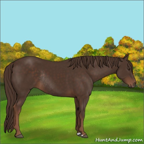 Horse Color:Liver Chestnut Rabicano