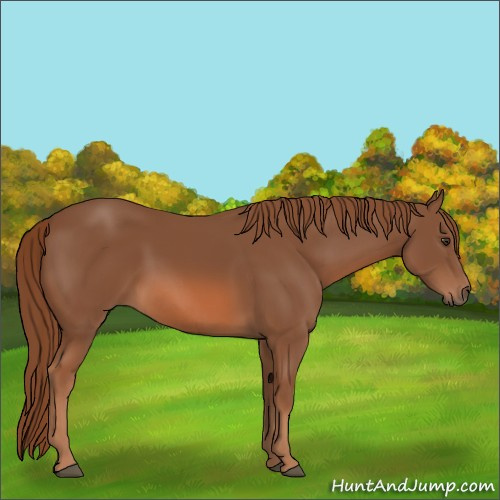 Horse Color:Chestnut Rabicano