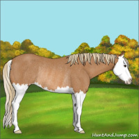 Horse Color:Chestnut Splash Rabicano 
