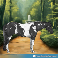 Horse Color:White Spotted Black Tobiano 