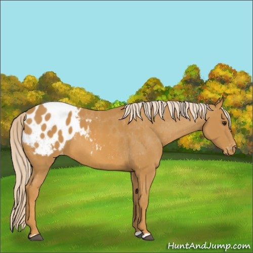 Horse Color:Palomino Appaloosa
