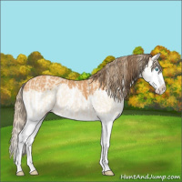 Horse Color:Perlino Splash  and Gray Perlino Splash 