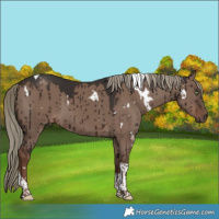 Horse Color:White Spotted Liver Red Dun Mushroom Tobiano Brindle