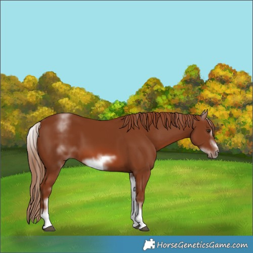 Horse Color:White Spotted Chestnut Sabino Frame