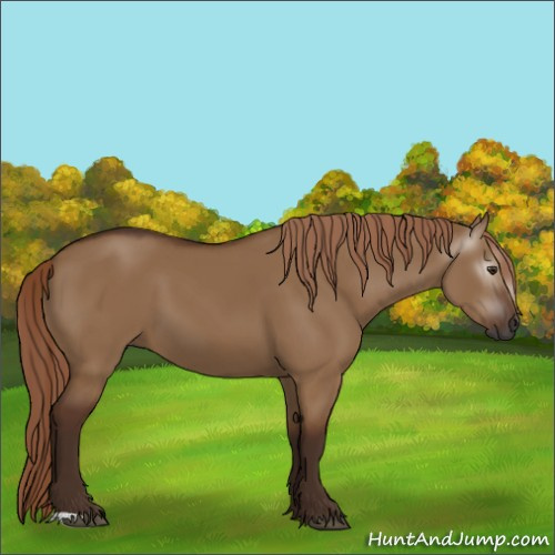Horse Color:Gray Red Dun