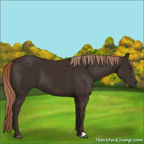 Horse Color:Liver Chestnut