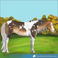 Horse Color:White Spotted Silver Buckskin Splash Tobiano Rabicano 