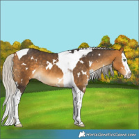 Horse Color:White Spotted Silver Buckskin Splash Tobiano Rabicano