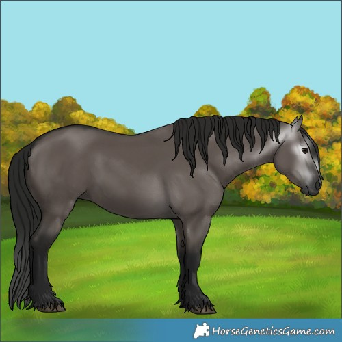 Horse Color:Gray Grullo 
