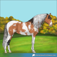 Horse Color:White Spotted Bay Tobiano Frame