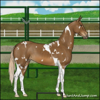 Horse Color:White Spotted Chocolate Palomino Tobiano 