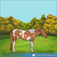 Horse Color:White Spotted Chestnut Tobiano 