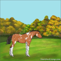 Horse Color:White Spotted Bay Tobiano