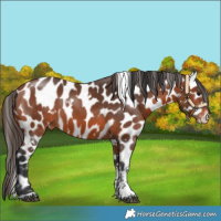 Horse Color:White Spotted Bay Tobiano Appaloosa