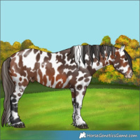 Horse Color:White Spotted Bay Tobiano Near Leopard