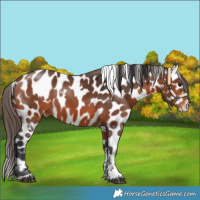 Horse Color:White Spotted Bay Tobiano Appaloosa