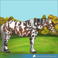 Horse Color:White Spotted Bay Tobiano Appaloosa 