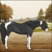 Horse Color:Black Splash Tobiano 