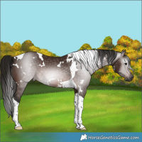 Horse Color:Gray White Spotted Bay Tobiano 
