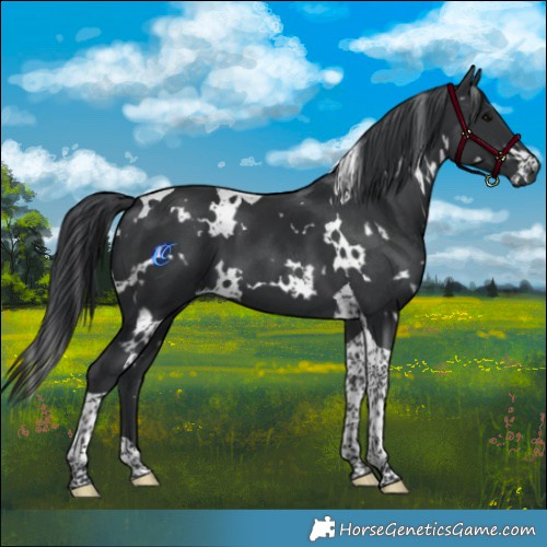 Horse Color:White Spotted Black Tobiano 