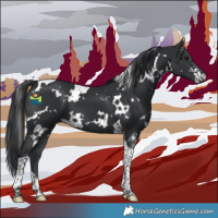 Horse Color:White Spotted Black Tobiano 