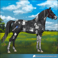 Horse Color:White Spotted Black Tobiano 