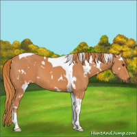 Horse Color:White Spotted Chestnut Tobiano
