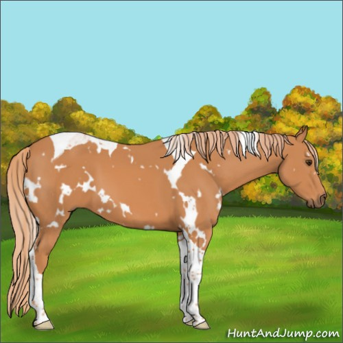 Horse Color:White Spotted Chestnut Tobiano