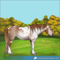 Horse Color:Gray White Spotted Chestnut Tobiano