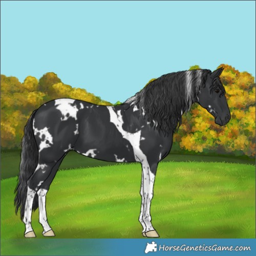 Horse Color:White Spotted Black Tobiano 