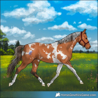 Horse Color:White Spotted Bay Tobiano 
