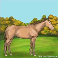 Horse Color:Gray Perlino 