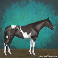 Horse Color:Smoky Black Tobiano 
