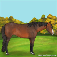Horse Color:Bay Splash 