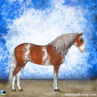 Horse Color:White Spotted Silver Bay Splash