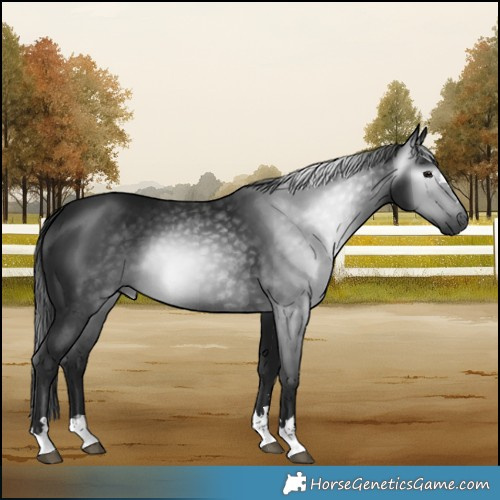 Horse Color:Gray Black