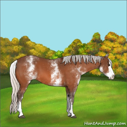 Horse Color:White Spotted Silver Bay Splash