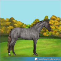 Horse Color:Liver Red Roan Rabicano 