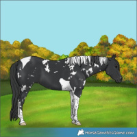 Horse Color:White Spotted Black Tobiano 