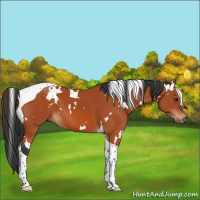 Horse Color:White Spotted Bay Tobiano