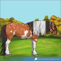Horse Color:White Spotted Bay Tobiano 