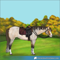 Horse Color:Buckskin Roan Splash 