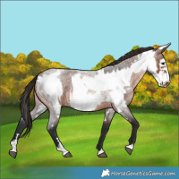 Horse Color:Brown Roan Rabicano  and Brown Roan Frame Rabicano 
