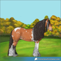 Horse Color:White Spotted Bay Tobiano 